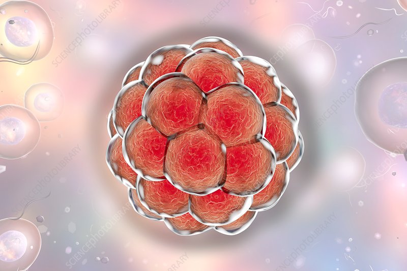 Blastocyst Transfer